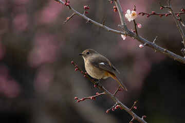 咲き始めた梅の花とジョウビタキ