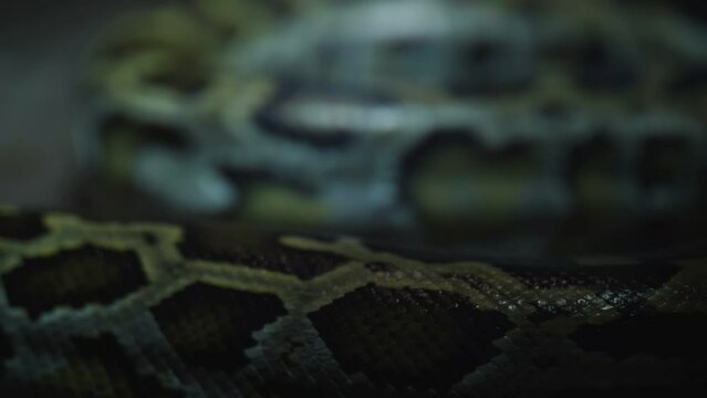 footage of boa constrictor crawls close-up
