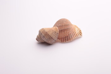 seashells on a white background