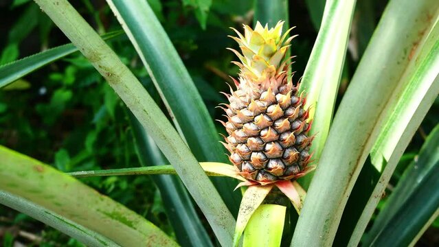 Young pineapple fruit on tree plant with natural green background, Tasty tropical fruit on the farmland