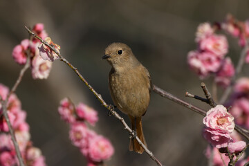 花の咲いていない枝を選んでとまるジョウビタキの雌