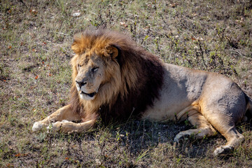 Big Lion male lying on the ground and looking towards something