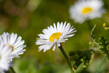 Fototapeta premium Macro photos of Bellis perennis on green field.springtime of full flowering white common daisies.Photography in natural light.