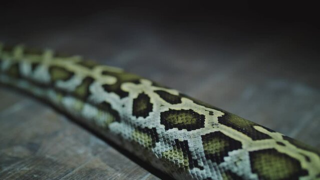footage of boa constrictor crawls close-up