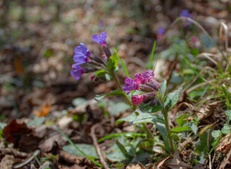 Floral spring background. Beautiful flowers of Pulmonaria (Pulmonaria officinalis) with the blurred natural background.