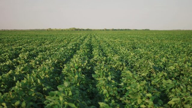 soybean soy field of green plants a general plan nature agriculture. organic farming. agriculture plantation business farm concept. soy vegetable healthy food business agriculture