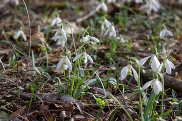 Spring floral background. White snowdrop flowers amidst the dry leaves and branches.