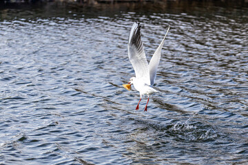 Wassertiere am Bodensee