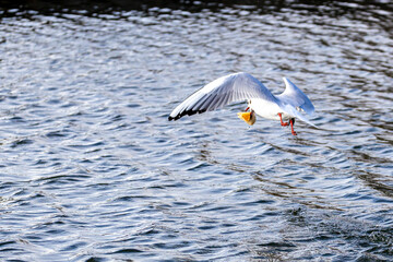 Fototapeta premium Wassertiere am Bodensee