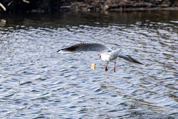 Wassertiere am Bodensee