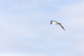 Obraz premium Wassertiere am Bodensee