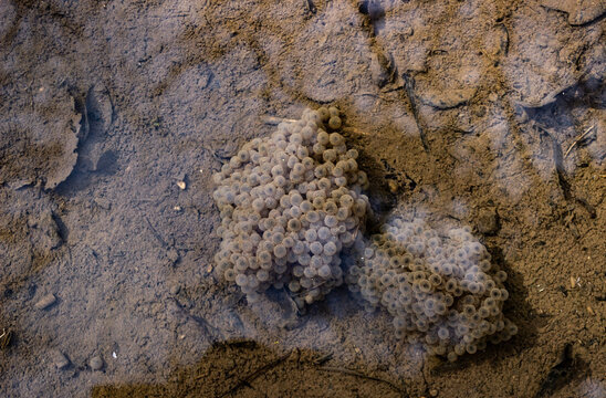 Frog eggs underwater. Brown bottom puddle with round eggs. Naturalistic background.