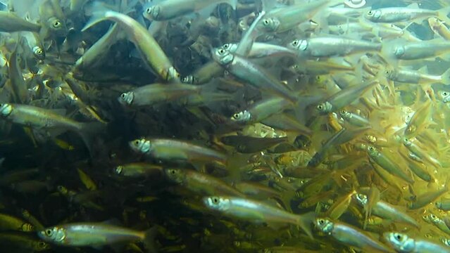 A large shoal of small sunbleak fish (Leucaspius delineatus) swims in the water. Freshwater fish. Selective focus.