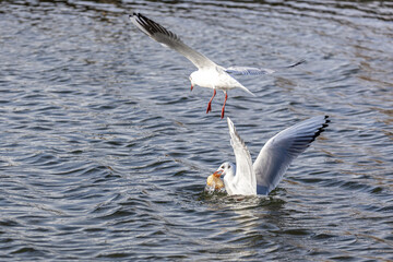 Wassertiere am Bodensee