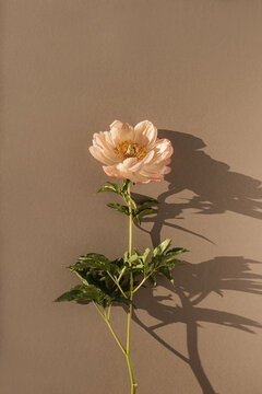 Aesthetic delicate beige peony flower with sunlight shadows on