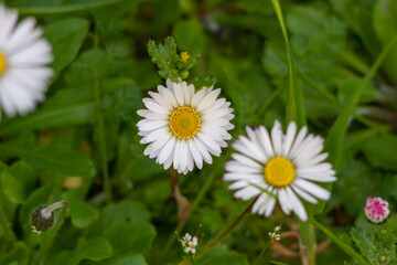 Detail of Bellis perennis blooming on the field, is a common European species of daisy.