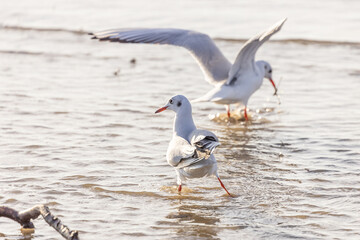 Wassertiere am Bodensee