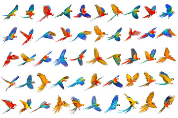 Fototapeta premium Colorful set of macaw parrot isolated on white background.