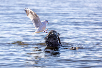 Fototapeta premium Wassertiere am Bodensee