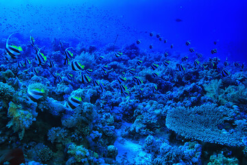 Butterfly fish underwater flock diving in the sea background wild under water nature