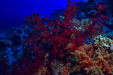 Obraz na płótnie Canvas coral reef background, underwater marine life ecosystem ocean sea