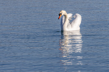 Wassertiere am Bodensee