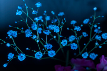  small flowers Background black colour Photography studio photography artificial light