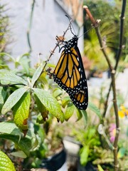 monarch butterfly on a flower