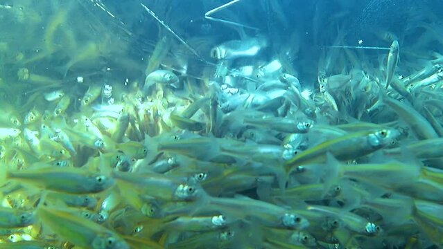 A large shoal of small sunbleak fish (Leucaspius delineatus) swims in the water. Freshwater fish. Selective focus.