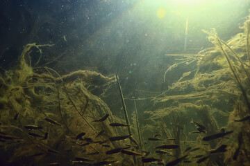 school of fish freshwater aquarium, background ecology fish underwater