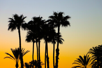 Obraz premium Palm trees during the sunset in Playa Del Ingles, Gran Canaria, Spain
