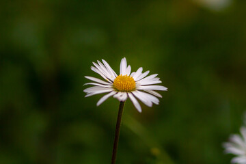 Obraz premium Close up of Bellis perennis on green field.springtime of full flowering white common daisies.Photography in natural light.