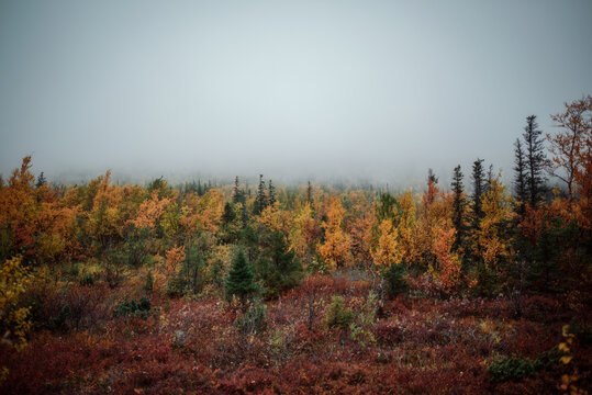 Autumn forest is covered with fog