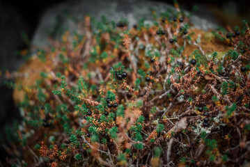 Northern berries close-up in nature