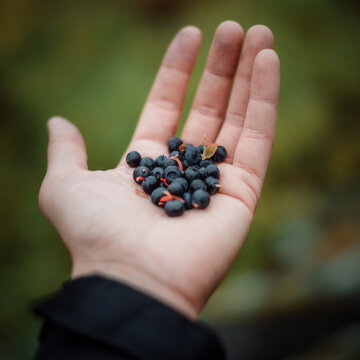 Blueberries in the palm of your hand close-up