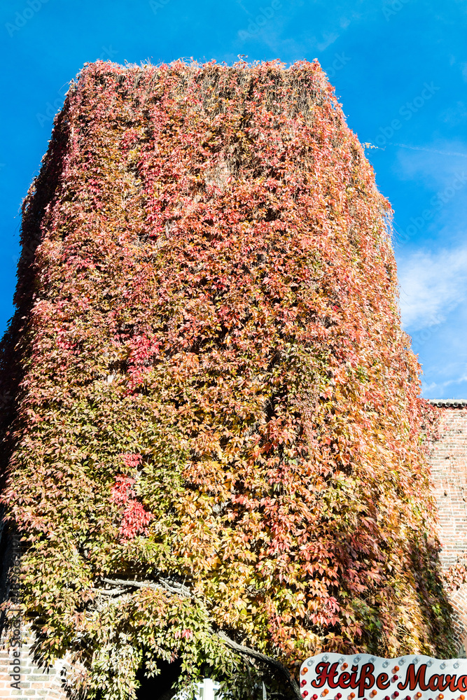 Wall mural Building tower covered with ivy vines