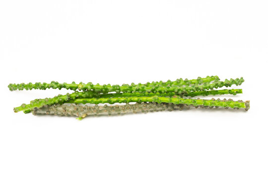 Tinospora cordifolia herb isolated on white background. Tinospora cordifolia has a bitter taster and used as a medicinal ingredient in traditional medicine.