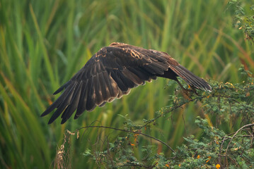 Eurasian Marsh harrier takeoff at Bhigwan bird sanctuary, Maharashtra