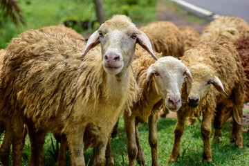 Obraz premium Sheep and lambs in flock of some unknown Livestock farm in close encounter looking with a curious and inquisitive eyes. India. Asia. 2019.