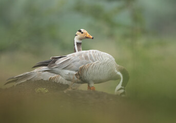 Bar-headed goose feeding at Bhigwan bird sanctuary, India