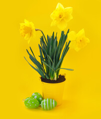 Beautiful Easter card with colorful eggs, yellow daffodils  in bucket  on paper  background.