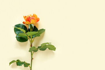 Beautiful orange rose on  delicate yellow paper background.