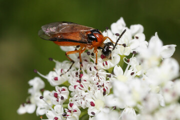 The turnip sawfly is an insect belonging to Tenthredinidae family