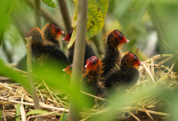 Moorhen chicks at Bhigwan bird sanctuary, India