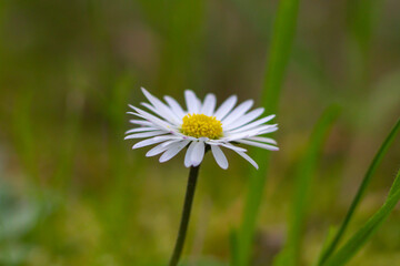 Obraz premium Close up of Bellis perennis on green field.springtime of full flowering white common daisies.Photography in natural light.