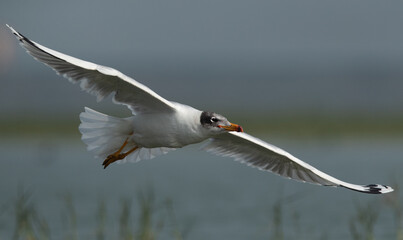 Great black-headed gull in flight at Bhigwan bird sanctuary, India