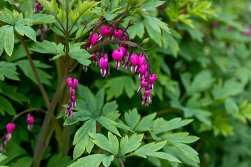 Flowers of a bleeding heart Dicentra Spectabils