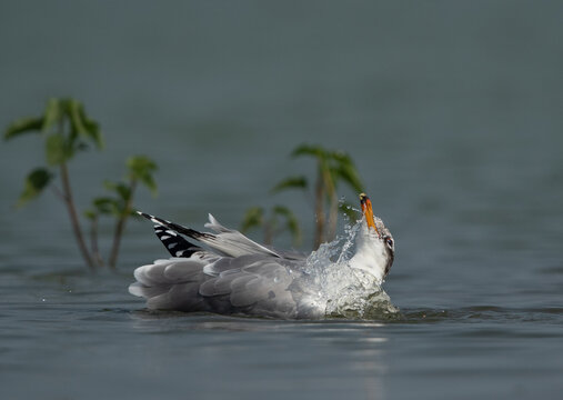 Closeup Of A Pallas’s Gull Bathing At Bhigwan Bird Sanctuary, India