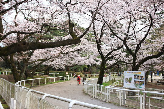 桜の咲く馬事公苑