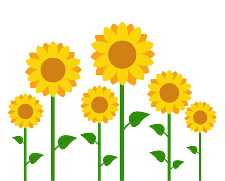 Sunflowers vector illustration design